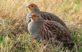 Patrijzenoog voor de Koning